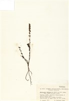 藏品(歐洲小米草)的圖片